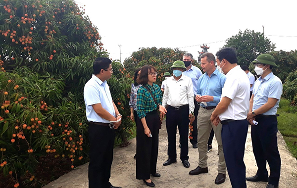Đoàn công tác của Bộ Nông nghiệp, Nước và Môi trường Australia thăm quan vùng trồng vải sớm tại huyện nhà